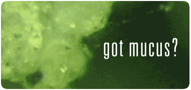 Got Mucus?