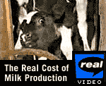 The Real Cost of Milk Production